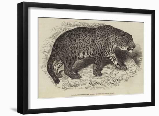 Jaguar, Presented by Her Majesty to the Zoological Society-null-Framed Giclee Print