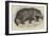 Jaguar, Presented by Her Majesty to the Zoological Society-null-Framed Giclee Print