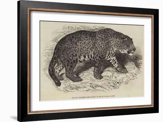 Jaguar, Presented by Her Majesty to the Zoological Society-null-Framed Giclee Print