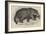 Jaguar, Presented by Her Majesty to the Zoological Society-null-Framed Giclee Print