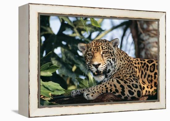 Jaguar Side View, Sitting in a Tree, Close Up-null-Framed Premier Image Canvas