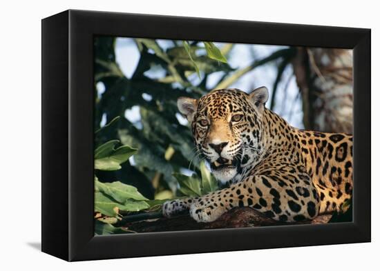 Jaguar Side View, Sitting in a Tree, Close Up-null-Framed Premier Image Canvas