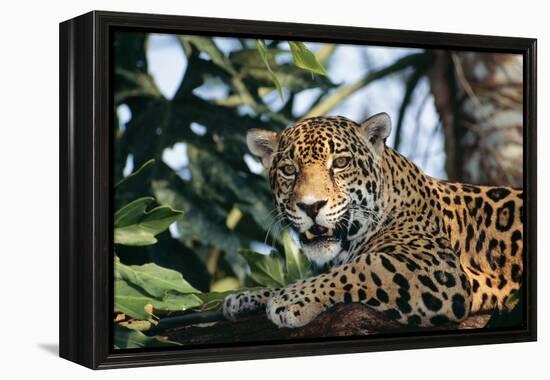 Jaguar Side View, Sitting in a Tree, Close Up-null-Framed Premier Image Canvas