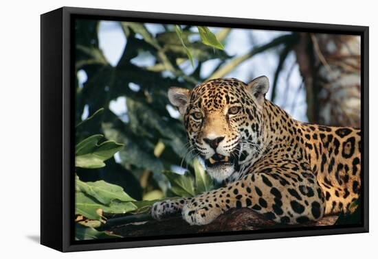 Jaguar Side View, Sitting in a Tree, Close Up-null-Framed Premier Image Canvas