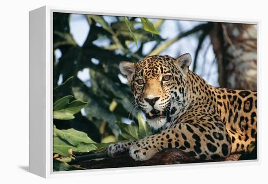 Jaguar Side View, Sitting in a Tree, Close Up-null-Framed Premier Image Canvas