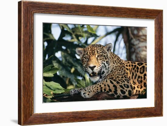 Jaguar Side View, Sitting in a Tree, Close Up-null-Framed Photographic Print