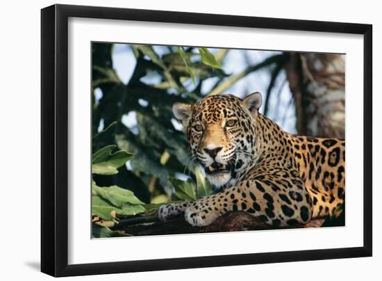 Jaguar Side View, Sitting in a Tree, Close Up-null-Framed Photographic Print