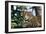 Jaguar Side View, Sitting in a Tree, Close Up-null-Framed Photographic Print