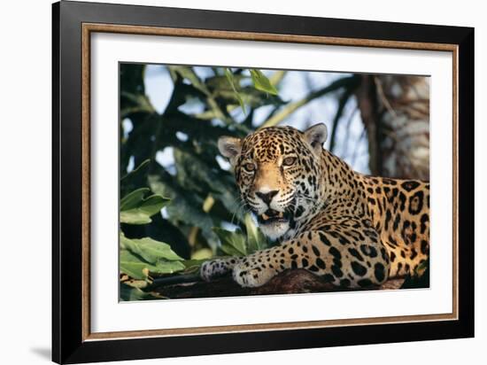 Jaguar Side View, Sitting in a Tree, Close Up-null-Framed Photographic Print