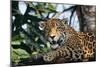 Jaguar Side View, Sitting in a Tree, Close Up-null-Mounted Photographic Print