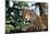 Jaguar Side View, Sitting in a Tree, Close Up-null-Mounted Photographic Print