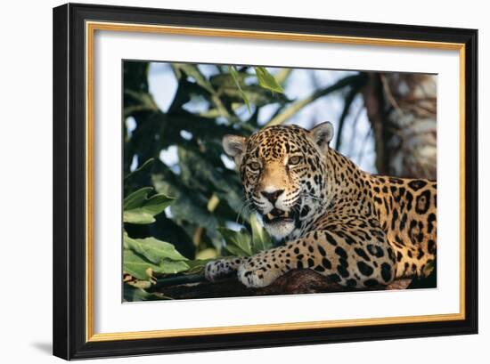 Jaguar Side View, Sitting in a Tree, Close Up-null-Framed Photographic Print