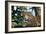 Jaguar Side View, Sitting in a Tree, Close Up-null-Framed Photographic Print