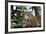 Jaguar Side View, Sitting in a Tree, Close Up-null-Framed Photographic Print