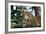 Jaguar Side View, Sitting in a Tree, Close Up-null-Framed Photographic Print