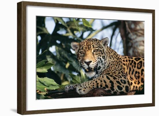 Jaguar Side View, Sitting in a Tree, Close Up-null-Framed Photographic Print