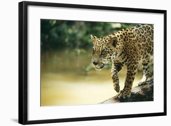 Jaguar Sub-Adult Male Crossing River on Log-null-Framed Photographic Print