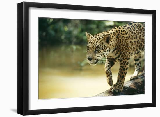 Jaguar Sub-Adult Male Crossing River on Log-null-Framed Photographic Print