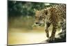 Jaguar Sub-Adult Male Crossing River on Log-null-Mounted Photographic Print