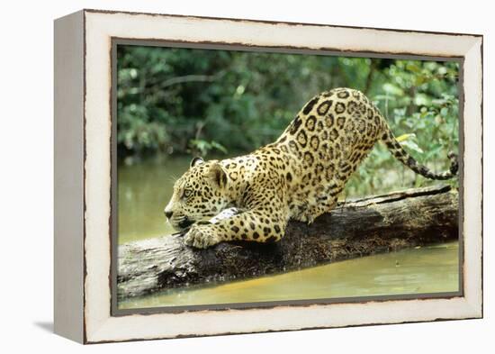 Jaguar Sub-Adult, Scratching Log-null-Framed Premier Image Canvas