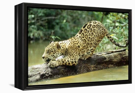 Jaguar Sub-Adult, Scratching Log-null-Framed Premier Image Canvas