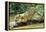 Jaguar Sub-Adult, Scratching Log-null-Framed Premier Image Canvas