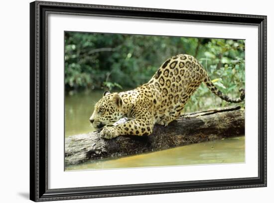 Jaguar Sub-Adult, Scratching Log-null-Framed Photographic Print