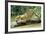 Jaguar Sub-Adult, Scratching Log-null-Framed Photographic Print