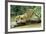 Jaguar Sub-Adult, Scratching Log-null-Framed Photographic Print