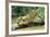 Jaguar Sub-Adult, Scratching Log-null-Framed Photographic Print