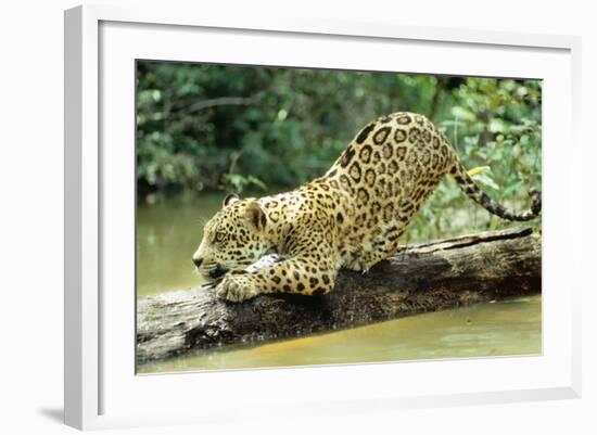 Jaguar Sub-Adult, Scratching Log-null-Framed Photographic Print