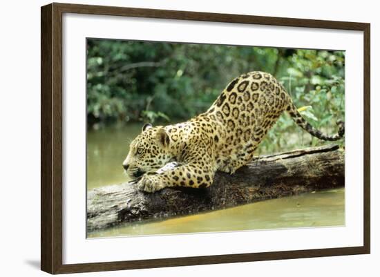 Jaguar Sub-Adult, Scratching Log-null-Framed Photographic Print