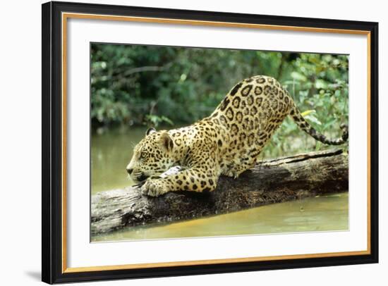 Jaguar Sub-Adult, Scratching Log-null-Framed Photographic Print