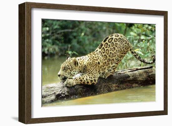 Jaguar Sub-Adult, Scratching Log-null-Framed Photographic Print