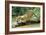 Jaguar Sub-Adult, Scratching Log-null-Framed Photographic Print