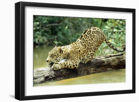 Jaguar Sub-Adult, Scratching Log-null-Framed Photographic Print