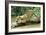 Jaguar Sub-Adult, Scratching Log-null-Framed Photographic Print