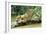 Jaguar Sub-Adult, Scratching Log-null-Framed Photographic Print