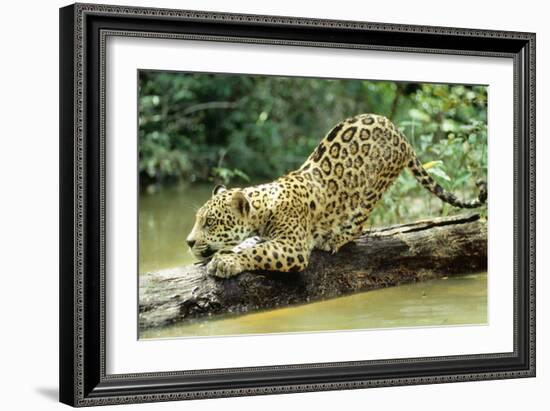 Jaguar Sub-Adult, Scratching Log-null-Framed Photographic Print