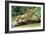 Jaguar Sub-Adult, Scratching Log-null-Framed Photographic Print