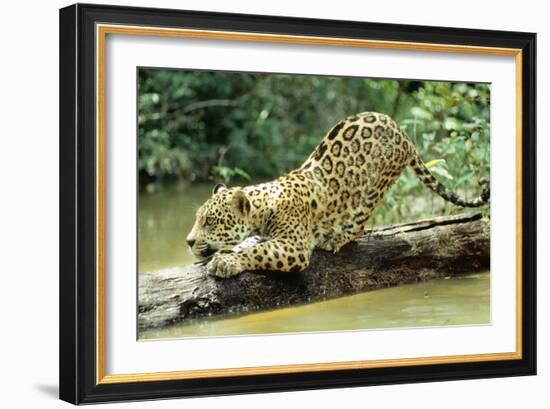 Jaguar Sub-Adult, Scratching Log-null-Framed Photographic Print