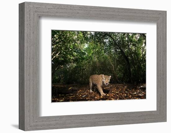 Jaguar walking along a forest trail, Mexico-Alejandro Prieto-Framed Photographic Print