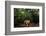 Jaguar walking along a forest trail, Mexico-Alejandro Prieto-Framed Photographic Print