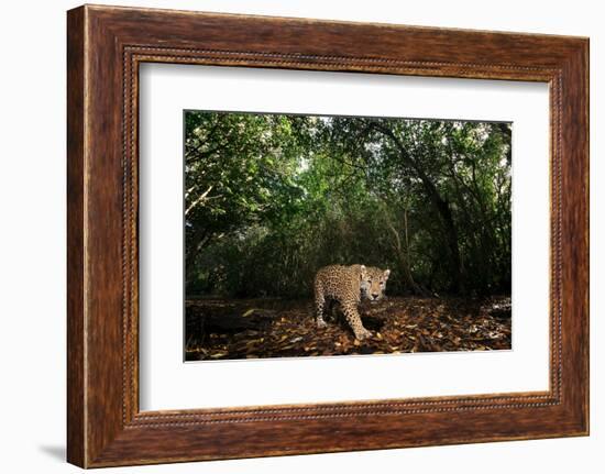 Jaguar walking along a forest trail, Mexico-Alejandro Prieto-Framed Photographic Print