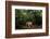 Jaguar walking along a forest trail, Mexico-Alejandro Prieto-Framed Photographic Print