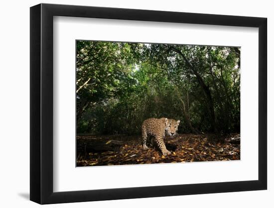 Jaguar walking along a forest trail, Mexico-Alejandro Prieto-Framed Photographic Print