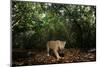Jaguar walking along a forest trail, Mexico-Alejandro Prieto-Mounted Photographic Print