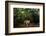 Jaguar walking along a forest trail, Mexico-Alejandro Prieto-Framed Photographic Print