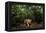 Jaguar walking along a forest trail, Mexico-Alejandro Prieto-Framed Premier Image Canvas