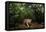 Jaguar walking along a forest trail, Mexico-Alejandro Prieto-Framed Premier Image Canvas